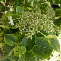 Гортензия черешковая (Hydrangea petiolaris), сорт «Миранда» (Miranda) Гортензия черешковая (Hydrangea petiolaris), сорт «Миранда» (Miranda)