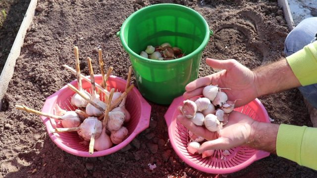 Как посадить чеснок под зиму? Как посадить чеснок под зиму?