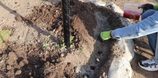 Как высадить луковицы тюльпана?