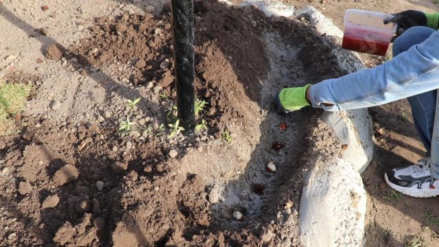 Как высадить луковицы тюльпана?