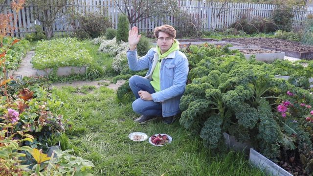 Как правильно выкапывать и хранить гладиолусы? Как правильно выкапывать и хранить гладиолусы?