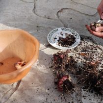 Отрежьте старые корни, снимите с клубнелуковиц загрязненный верхний, чешуйчатый слой Отрежьте старые корни, снимите с клубнелуковиц загрязненный верхний, чешуйчатый слой