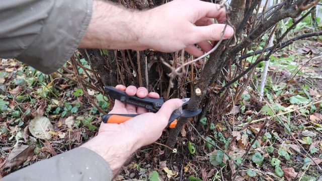 Обрезка ветвей черной смородины Обрезка ветвей черной смородины