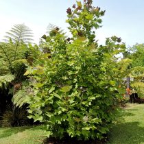 Китайское тюльпанное дерево (Liriodendron chinense)