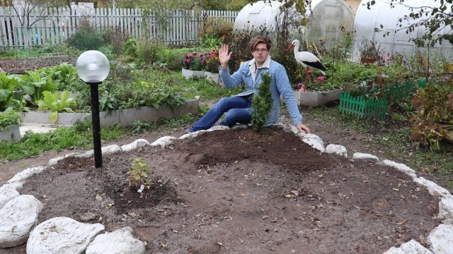 Как высадить тую осенью и укрыть на зиму? Как высадить тую осенью и укрыть на зиму?