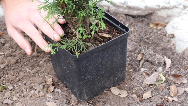 Как выбрать саженец туи? Как выбрать саженец туи?