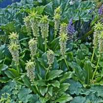 Эвкомис двуцветный (Eucomis bicolor) Эвкомис двуцветный (Eucomis bicolor)