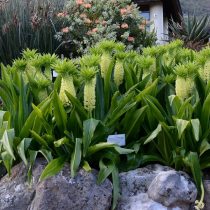 Эвкомис осенний (Eucomis autumnalis) Эвкомис осенний (Eucomis autumnalis)
