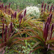 Эвкомис хохлатый (Eucomis comosa) Эвкомис хохлатый (Eucomis comosa)