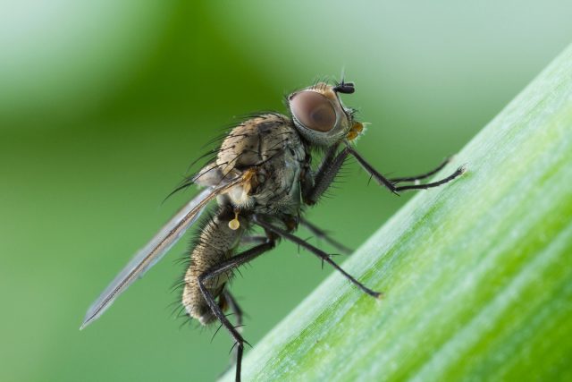 Луковая муха — народные способы борьбы