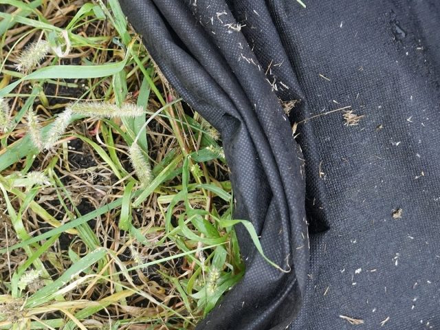 Нетканый материал, или агроволокно — часть травы так и осталась зеленой