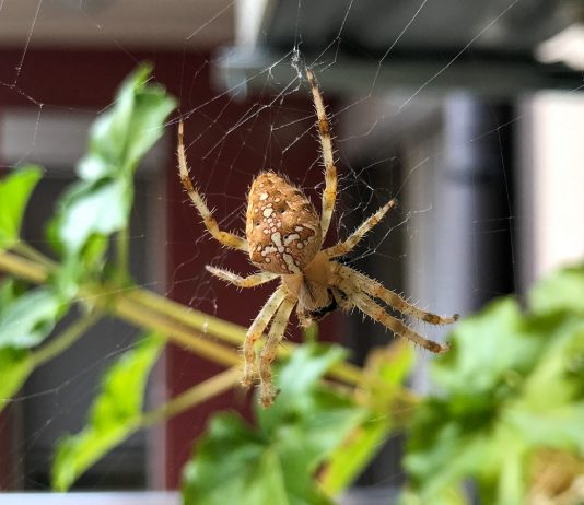 Опасен ли паук крестовик? - Животные Опасен ли паук крестовик?