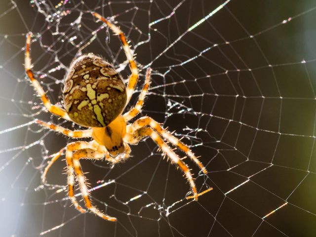 Крестовик (Araneus diadematus) Крестовик (Araneus diadematus)