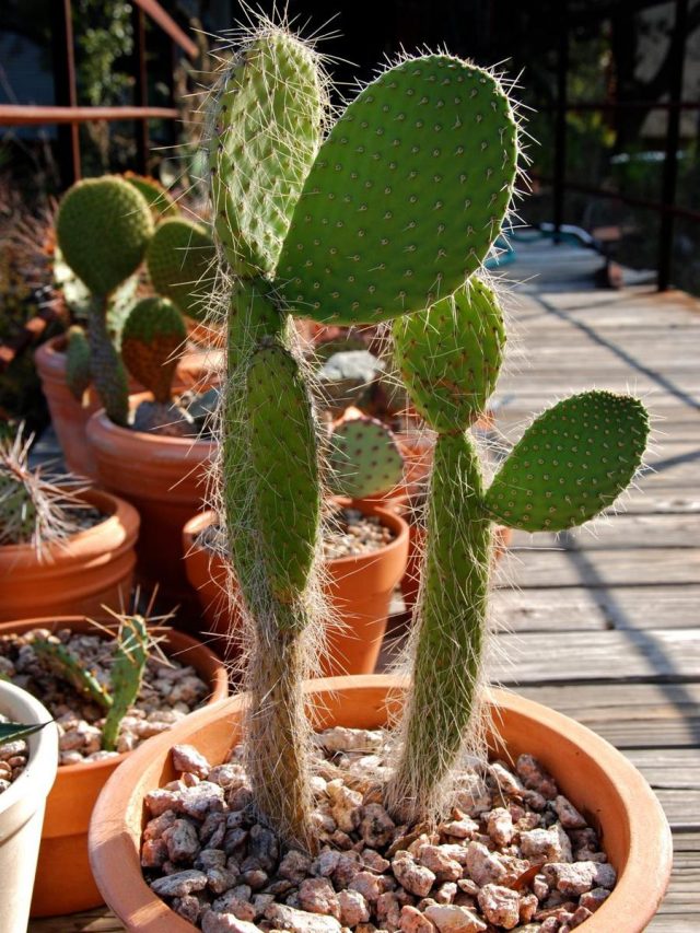 Опунция беловолосистая (Opuntia leucotricha) Опунция беловолосистая (Opuntia leucotricha)