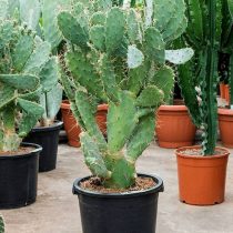 Опунция Бергера (Opuntia bergeriana) Опунция Бергера (Opuntia bergeriana)