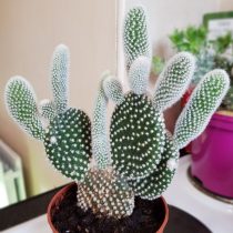 Опунция мелковолосистая (Opuntia microdasys) Опунция мелковолосистая (Opuntia microdasys)