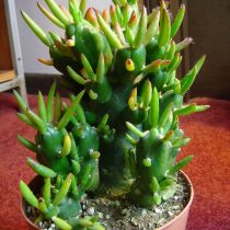 Опунция шиловидная (Opuntia subulata) Опунция шиловидная (Opuntia subulata)