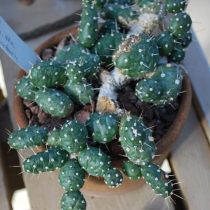 Опунция ломкая (Opuntia fragilis) Опунция ломкая (Opuntia fragilis)