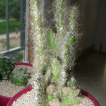 Опунция одетая (Opuntia vestita) Опунция одетая (Opuntia vestita)