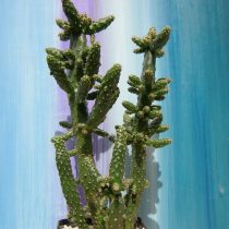 Опунция тунцовая (Opuntia tuna) Опунция тунцовая (Opuntia tuna)