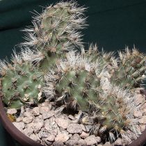 Опунция длинноостная (Opuntia longispina) Опунция длинноостная (Opuntia longispina)