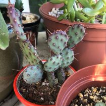 Опунция Госселина (Opuntia gosseliniana) Опунция Госселина (Opuntia gosseliniana)