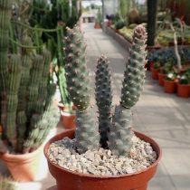 Опунция членистая (Opuntia articulatus) Опунция членистая (Opuntia articulatus)