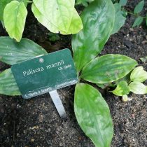 Палисота Манна (Palisota mannii) Палисота Манна (Palisota mannii)