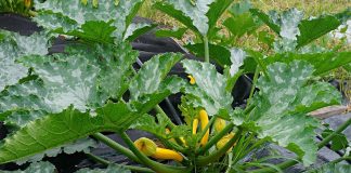 Почему я решила выращивать только кабачок «Ясмин»