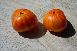 Томат «Гном ДСА» (Dwarf DSA) Томат «Гном ДСА» (Dwarf DSA)