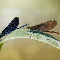 Красотки-девушки Красотки-девушки
