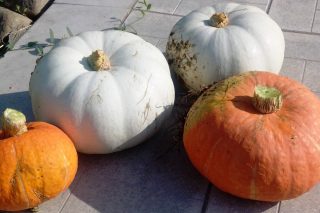 Твердокорые тыквы — очень сладкие! Твердокорые тыквы — очень сладкие!