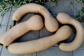 Тыквы-гитары — семена только в утолщении Тыквы-гитары — семена только в утолщении