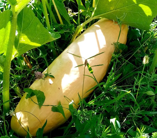 Тыква «Розовый банан» — 82 см Тыква «Розовый банан» — 82 см