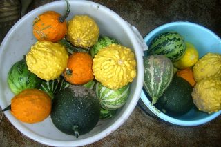 Тыквы-игрушки Тыквы-игрушки