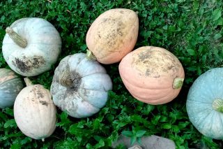 Тыквы порционные и «жёлуди» Тыквы порционные и «жёлуди»