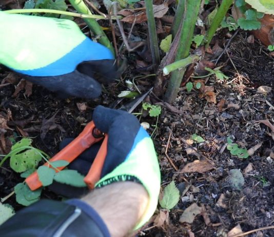 Когда проводится осенняя обрезка?