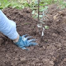 Засыпайте деревце грунтом Засыпайте деревце грунтом