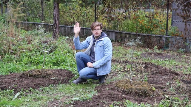 Как правильно высадить облепиху осенью? Как правильно высадить облепиху осенью?