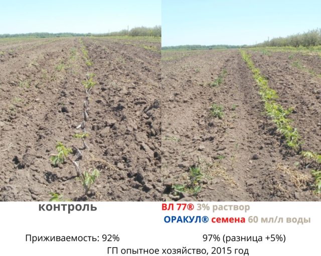 После замачивания «ВЛ 77» и «Оракул»