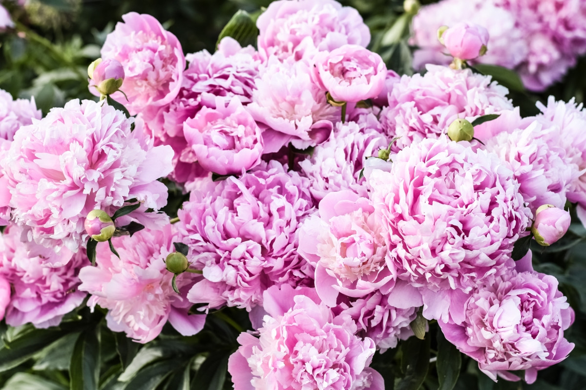 Пион молочноцветковый «Монсеньер Жюль Эли» (Paeonia lactiflora 'Monsieur Jules Elie').