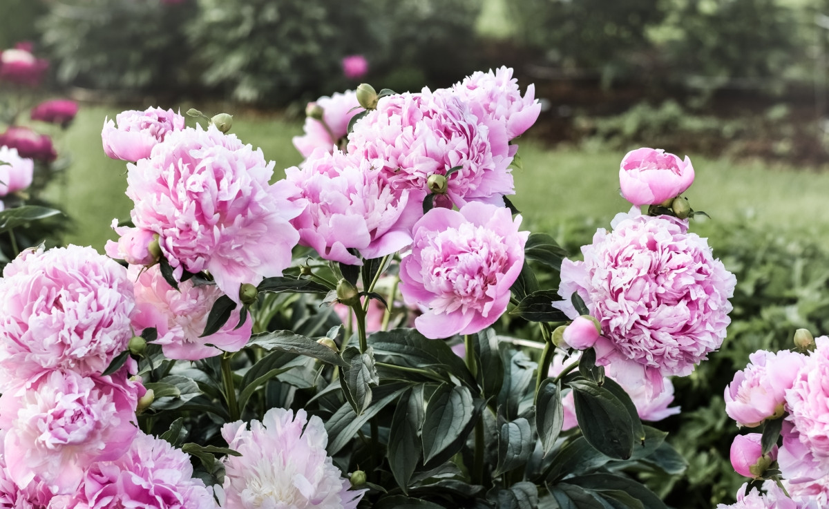Пион молочноцветковый «Монсеньер Жюль Эли» (Paeonia lactiflora 'Monsieur Jules Elie').