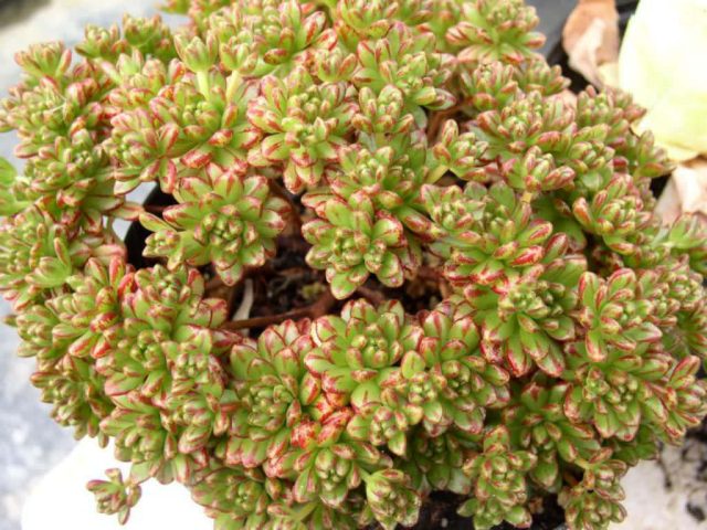 Аихризон очитколистный (Aichryson sedifolium) Аихризон очитколистный (Aichryson sedifolium)