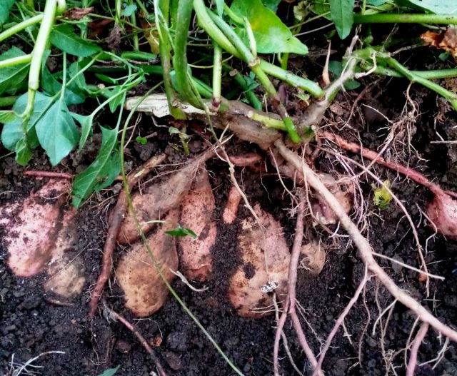Батат (Ipomoea batatas) Батат (Ipomoea batatas)