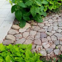 Батат «Маргарита» у дорожки Батат «Маргарита» у дорожки