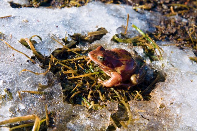 Где зимуют наши садовые помощники — жабы, ящерицы и полезные жуки?