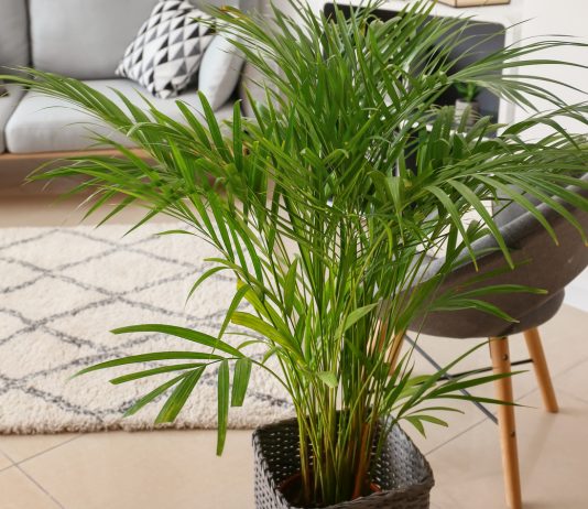 Хризалидокарпус — эффектная кустовидная пальма