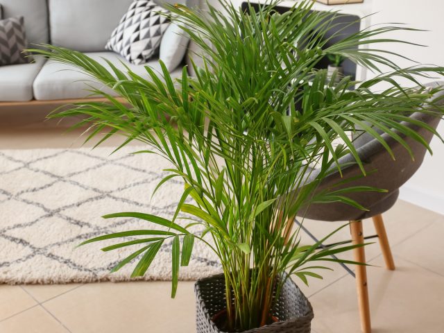 Хризалидокарпус — эффектная кустовидная пальма