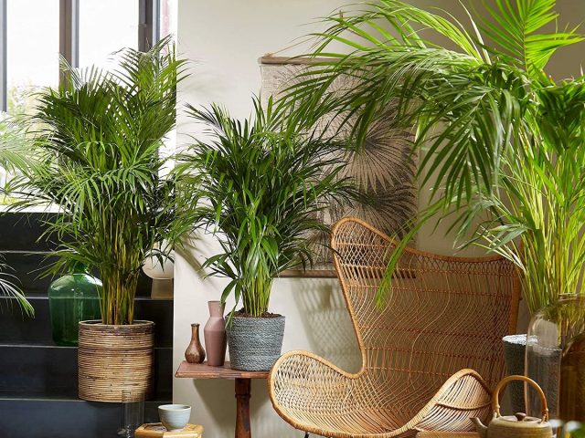 Хризалидокарпус желтоватый (Chrysalidocarpus lutescens), или Дипсис желтоватый (Dypsis lutescens) Хризалидокарпус желтоватый (Chrysalidocarpus lutescens), или Дипсис желтоватый (Dypsis lutescens)