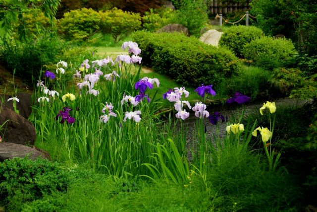 Японские ирисы хана-шобу (Iris ensata) чаще всего размещают в качестве главных звезд композиций на берегах водоемов